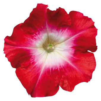 
                        Petunia
             
                        x hybrida multiflora F₁
             
                        Celebrity
             
                        Red Morn
            