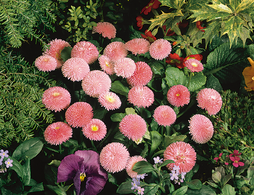 Bellis
             
                        perennis
             
                        Tasso®
             
                        Pink