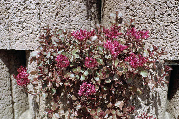 
                        Sedum
             
                        spurium
             
                        Voodoo
            