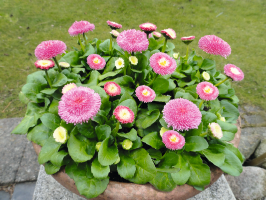 Bellis
             
                        perennis
             
                        BellaDaisy
             
                        Pink