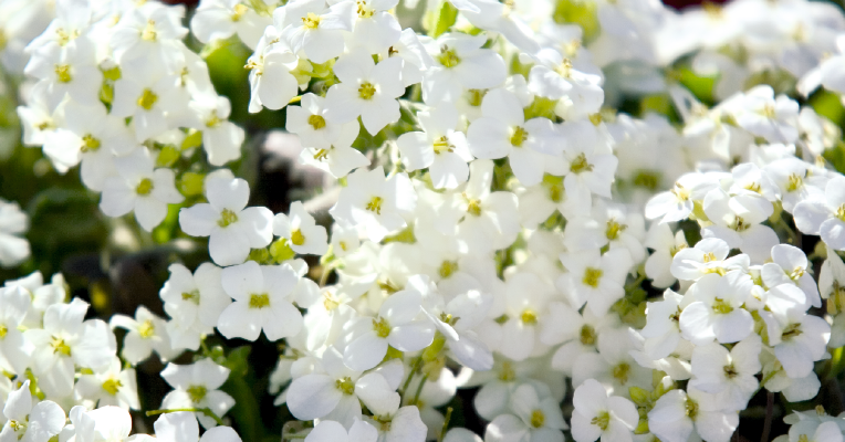 
                        Arabis
             
                        caucasica
             
                        Catwalk
             
                        White
            