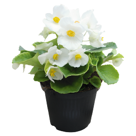   Super Cool White