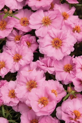 
                        Portulaca
             
                        grandiflora F₁
             
                        Sundial
             
                        Chiffon
            