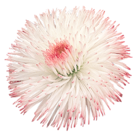   Habanera® Rose