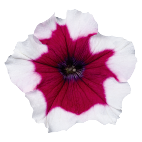   Celebrity Burgundy Frost