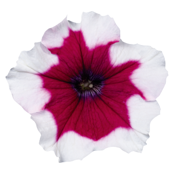 
                        Petunia
             
                        x hybrida multiflora F₁
             
                        Celebrity
             
                        Burgundy Frost
            