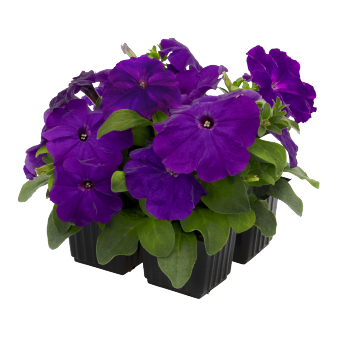 
                        Petunia
             
                        x hybrida F₁
             
                        BOOM!™ HD
             
                        Blue
            