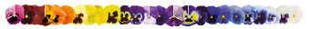 
                        Viola
             
                        wittrockiana F₁
             
                        Inspire® Plus
             
                        Clear Mix
            