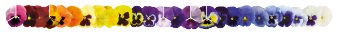 
                        Viola
             
                        wittrockiana F₁
             
                        Inspire® Plus
             
                        Maxi Mix
            