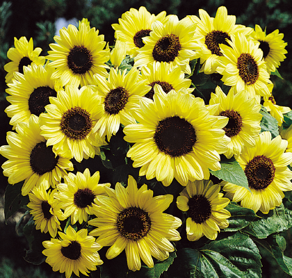 
                        Helianthus
             
                        annuus
             
                        Valentin®
            