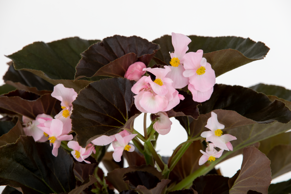 
                        Begonia
             
                        x hybrida F₁
             
                        Stonehedge
             
                        Light Pink Bronze Leaf
            