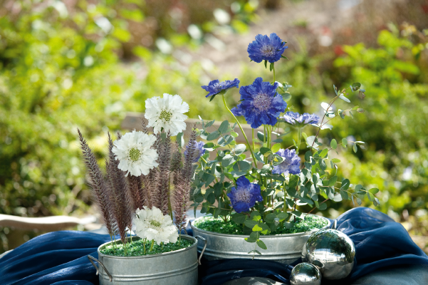 
                        Scabiosa
             
                        caucasica
             
                        Fama®
            