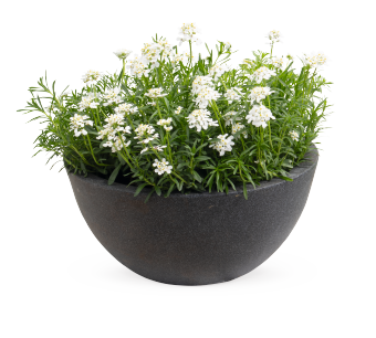 Iberis
sempervirens
Snow Flurries