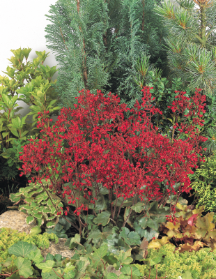 
                        Heuchera
             
                        sanguinea
             
                        Ruby Bells
            