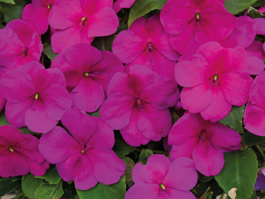 
                        Impatiens
             
                        walleriana F₁
             
                        Lollipop
             
                        Raspberry (Violet)
            