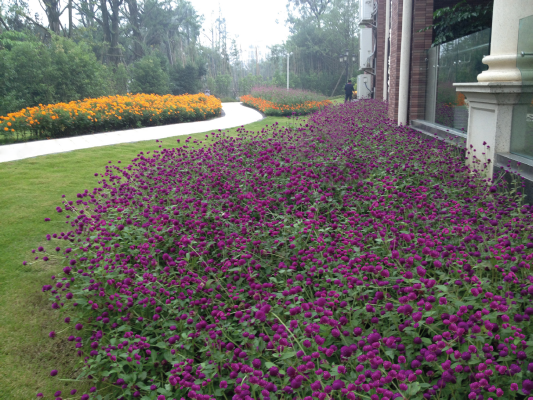 Gomphrena globosa Las Vegas Purple | Benary