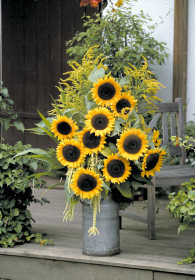 Helianthus annuus F₁ Solara 