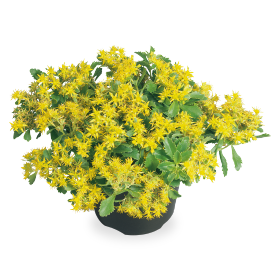 Sedum ellacombianum Spirit 