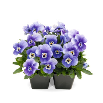 Viola
cornuta F₁
Admire®
Deep Marina