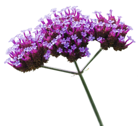 Verbena bonariensis Finesse® 