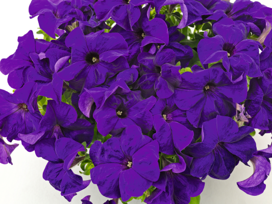 
                        Petunia
             
                        x hybrida F₁
             
                        SUCCESS! 360°
             
                        Blue
            