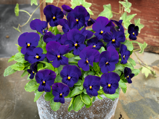 Viola
cornuta F₁
Admire®
Deep Blue