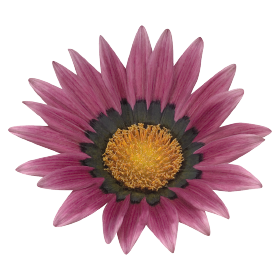 Talent® Rose Shades