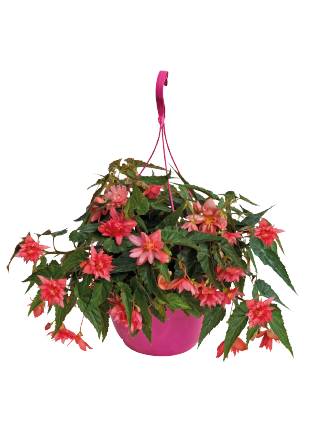 
                        Begonia
             
                        x hybrida F₁
             
                        Funky®
             
                        Pink
            