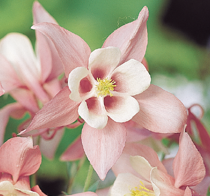 
                        Aquilegia
             
                        hybrida F₁
             
                        Spring Magic®
             
                        Pink & White
            