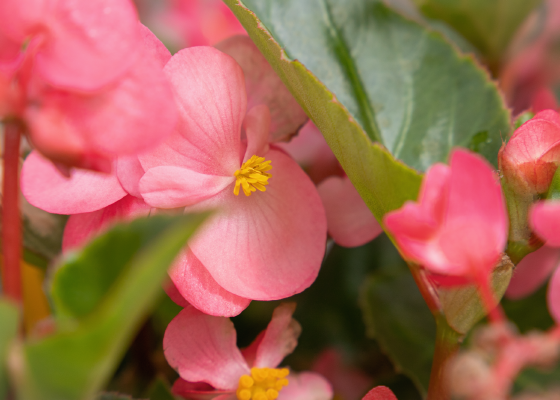 
                        Begonia
             
                        x benariensis F₁
             
                        BIG
             
                        Deep Pink Green Leaf
            