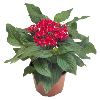 
                        Pentas
             
                        lanceolata F₁
             
                        Kaleidoscope
             
                        Deep Red
            