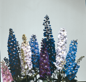 Delphinium elatum Magic Fountains
