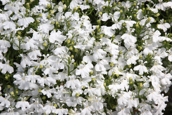 
                        Lobelia
             
                        erinus
             
                        Palace
             
                        White
            