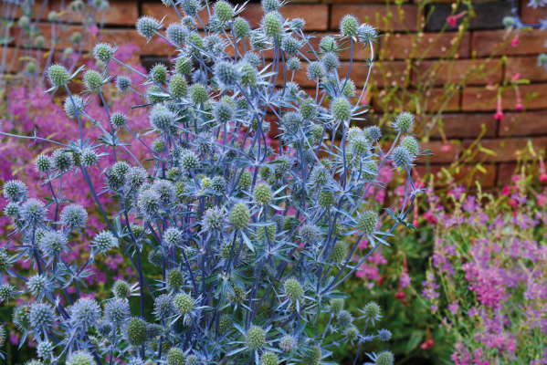 
                        Eryngium
             
                        planum
             
                        Glitter
             
                        Blue
            