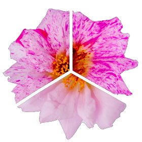   Sundial Peppermint