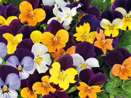 viola Keith, Curtis & Clifton R34A Viola - Atlantic Strings Violin