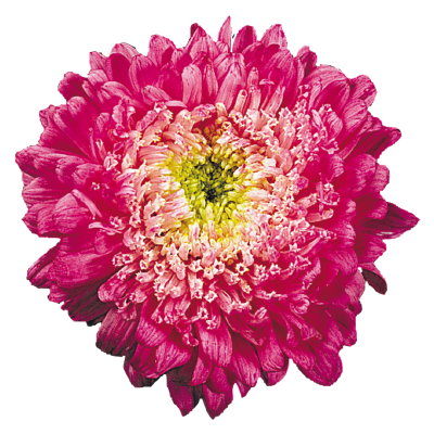 
                        Callistephus
             
                        chinensis
             
                        Matador®
             
                        Crimson
            