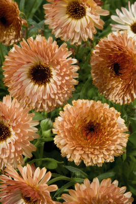 Calendula
             
                        officinalis
             
                        Touch of Red
             
                        Buff