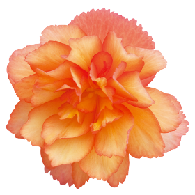   Illumination® Golden Picotee