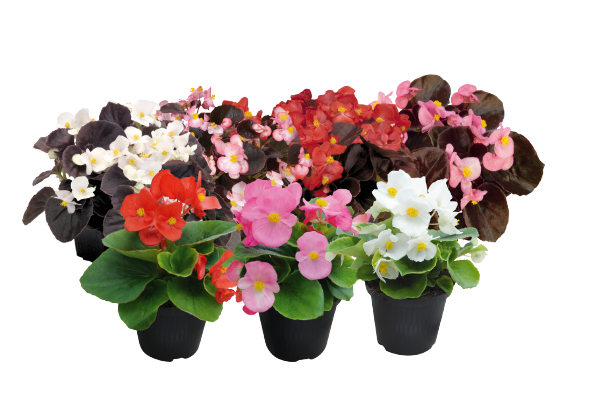 
                        Begonia
             
                        semperflorens F₁
             
                        CoolNight
             
                        Mix
            