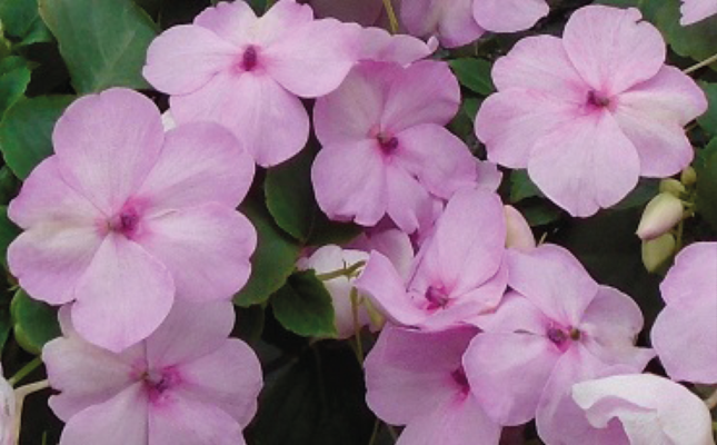 
                        Impatiens
             
                        walleriana F₁
             
                        Lollipop
             
                        Pink Lemonade (Light Pink)
            