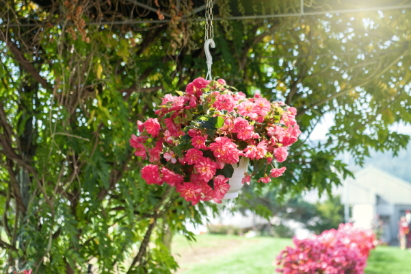 
                        Begonia
             
                        tuberhybrida F₁
             
                        Nonstop Joy®
             
                        Rose Picotee
            