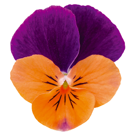 Admire® Orange Purple Wing