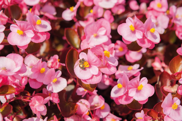 
                        Begonia
             
                        semperflorens F₁
             
                        Nightlife
             
                        Pink
            