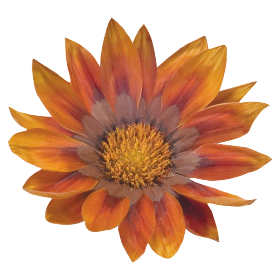 Gazania rigens Talent® Red Shades