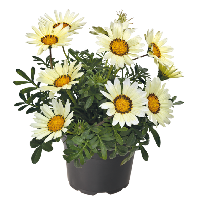 
                        Gazania
             
                        rigens F₁
             
                        Zany
             
                        White
            