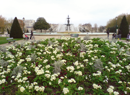 
                        Primula
             
                        elatior F₁
             
                        Crescendo®
             
                        White
            