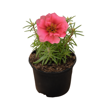 Portulaca
             
                        grandiflora F₁
             
                        Sundial
             
                        Coral