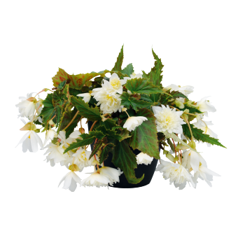 
                        Begonia
             
                        x hybrida F₁
             
                        Funky®
             
                        White
            