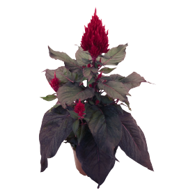 Celosia plumosa Smart Look Red